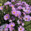 Aster dumosus 'Herbstgruss vom Bresserhof,' Aster