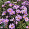 Aster dumosus 'Herbstgruss vom Bresserhof,' Aster