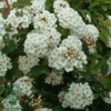 Spiraea vanhouttei, Buketspiraea (barrods)
