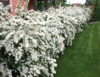 Spiraea vanhouttei, Buketspiraea (barrods)