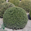 Taxus baccata, Alm. taks (barrods)