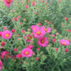 Aster novae-angliae 'Alma Pötschke', Aster
