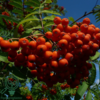 Sorbus aucuparia, Alm. røn (barrods)