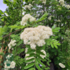 Sorbus aucuparia, Alm. røn (barrods)