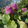 Bergenia cordifolia 'Rotblum', Kæmpe-Stenbræk