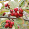 Crataegus crus-galli, Hanesporetjørn (barrods)