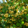 Berberis thunbergii, Grøn berberis (barrods)