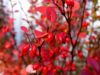 Berberis thunbergii, Grøn berberis (barrods)