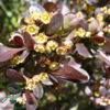 Berberis thungbergii 'Atropurpurea', Rød berberis (barrods)
