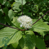 Cornus alba 'Sibirica, Kornel, Rødgrenet (barrods)