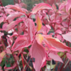 Cornus alba 'Gouchaultii', Gulbroget kornel (barrods)