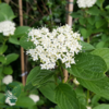 Cornus serica 'Flaviramea', Gulgrenet kornel (barrods)