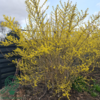 Forsythia intermedia 'Lynwood', Vårguld (barrods)