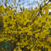 Forsythia intermedia 'Lynwood', Vårguld (barrods)