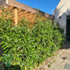 Prunus laur. 'Genolia', Kirsebærlaurbær (barrods)