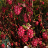 Ribes sanguineum 'Koja', Blodribs (barrods)
