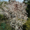 Amelanchier lamarckii, Bærmispel (barrods)