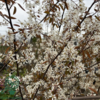 Amelanchier lamarckii, Bærmispel (barrods)