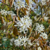 Amelanchier lamarckii, Bærmispel (barrods)
