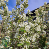 Amelanchier spicata, Bærmispel (barrods)