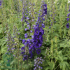 Delphinium pacific-hybrid 'Black Knight', Ridderspore
