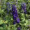 Delphinium pacific-hybrid 'Black Knight', Ridderspore