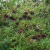 Sambucus nigra, Hyld (barrods)