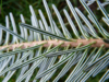 Abies nordmanniana, Nordmannsgran (barrods)