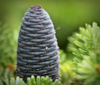 Abies nordmanniana, Nordmannsgran (barrods)