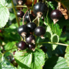 Ribes nigrum 'Titania', Solbær (barrods)