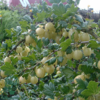 Ribes uva-crispa 'Invicta', Stikkelsbær (barrods)