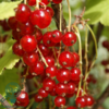 Ribes rubrum 'Jonkheer van Tets', Ribs (barrods)