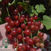 Ribes rubrum 'Jonkheer van Tets', Ribs (barrods)