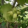 Corylus maxima 'Lambert's Filbert', Storfrugtet hassel (barrods)