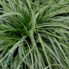 Carex oshimensis 'Everest', Japansk Star