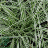 Carex oshimensis 'Everest', Japansk Star