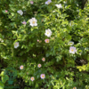 Rosa canina, Hunderose (barrods)