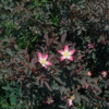 Rosa Glauca, Kobberrose (barrods)