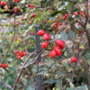 Rosa Glauca, Kobberrose (barrods)