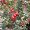 Rosa Glauca, Kobberrose (barrods)
