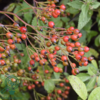 Rosa multiflora, Japansk klaterose (barrods)