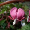 Dicentra spectabilis, Hjerteblomst C0,8