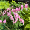 Dicentra spectabilis, Hjerteblomst C0,8