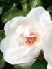 Rosa 'Jacqueline du Pré'