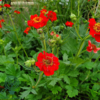 Geum chiloense 'Mrs. Bradshaw', Nellikerod