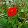 Geum chiloense 'Mrs. Bradshaw', Nellikerod
