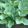 Hosta sieboldiana, Funkia