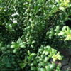 Ilex crenata 'Convexa', Dværgkristtorn