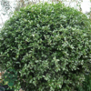 Ilex crenata 'Convexa', Dværgkristtorn