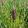 Pennisetum alopecuroides 'Little Bunny', Lampepudsergræs